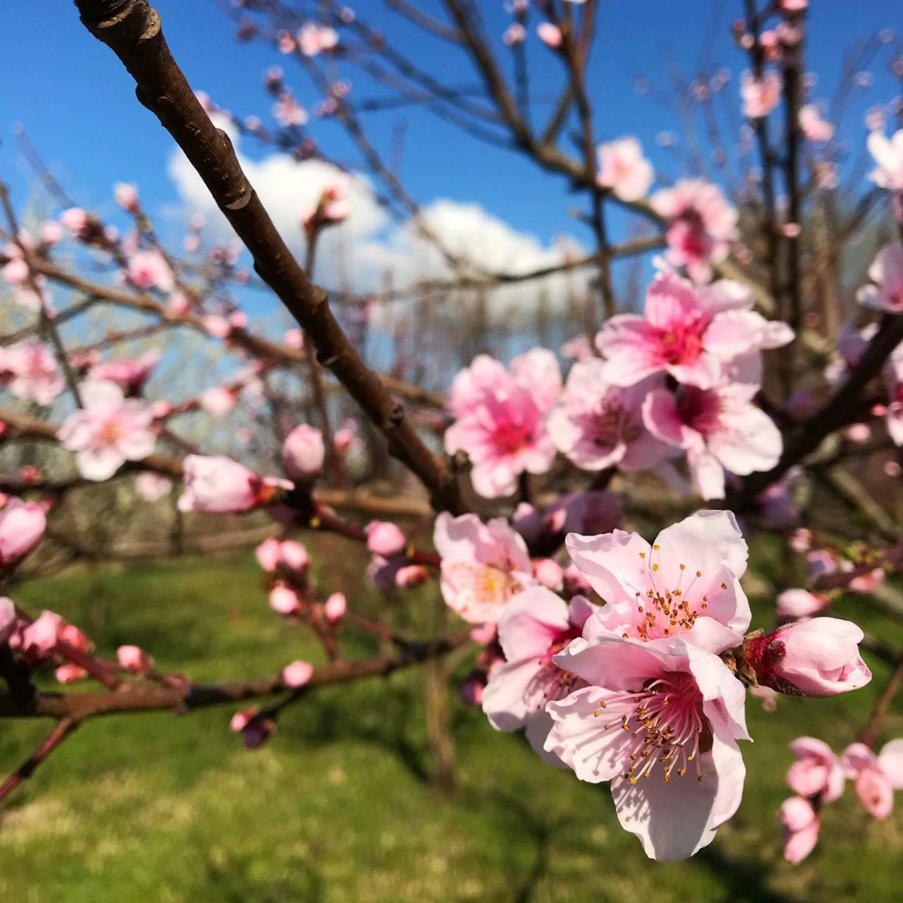 Agriturismo Bassanine Monticelli dʼOngina Zewnętrze zdjęcie